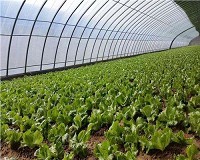 拱棚温室