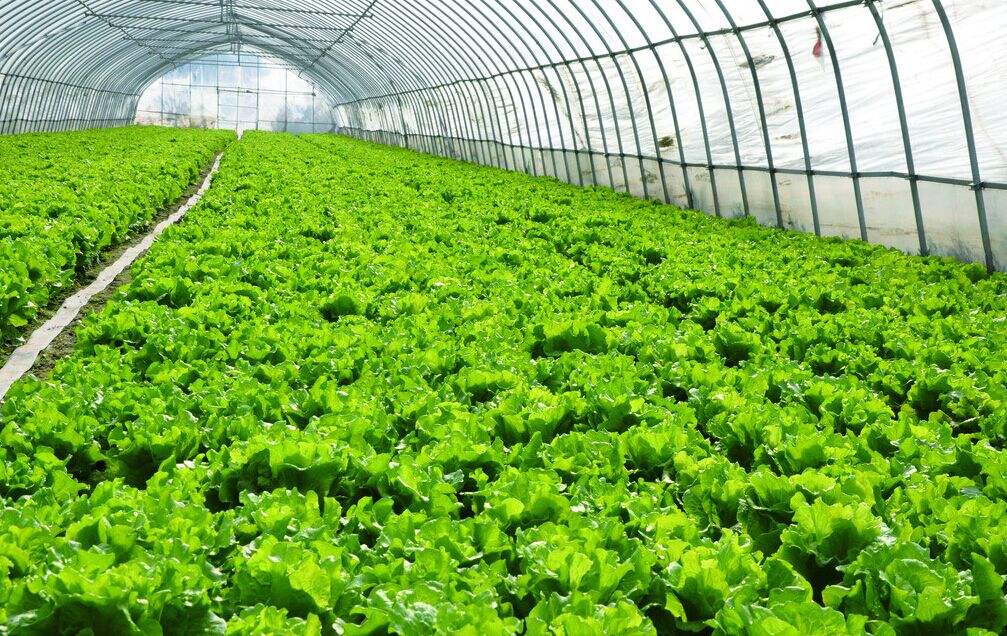 建设蔬菜温室大棚