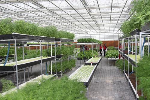 浅析温室大棚的六种降温方法